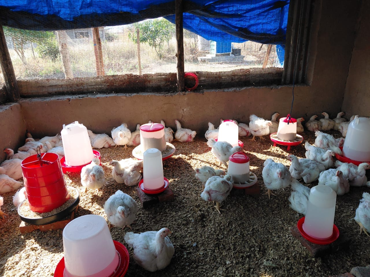 Flock of market-ready broilers around feeders and drinkers