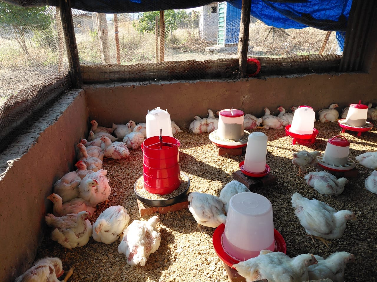 Well-conditioned broiler chickens at Zwoluga Enterprises