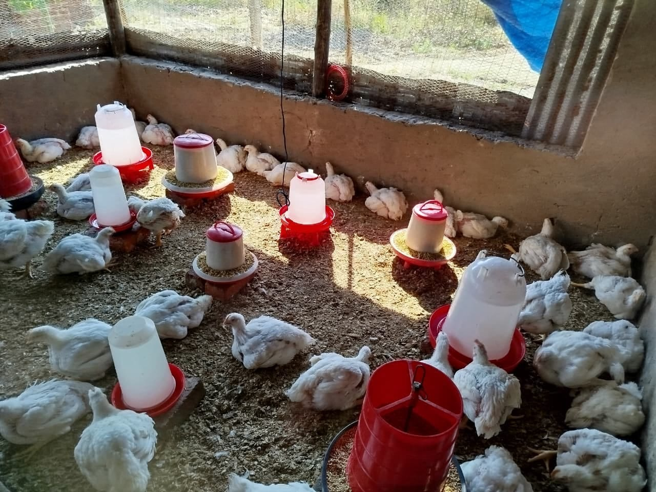 Broiler chickens resting and feeding in a clean, sunlit house