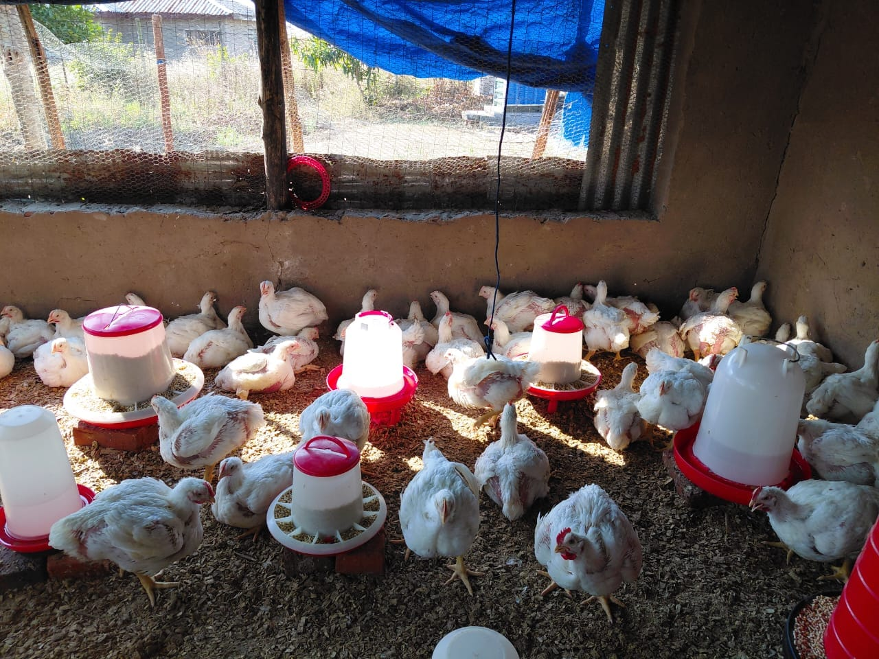 Growing broiler chickens feeding inside the Zwoluga poultry house