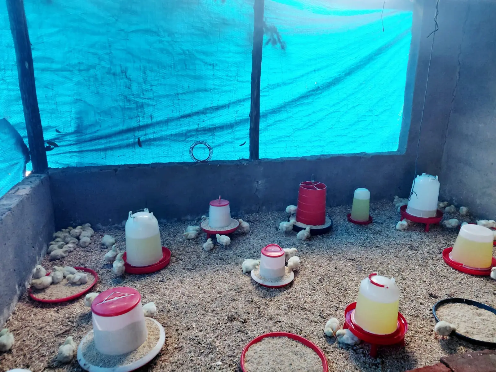 Day-old chicks feeding in the brooding house at Zwoluga Enterprises