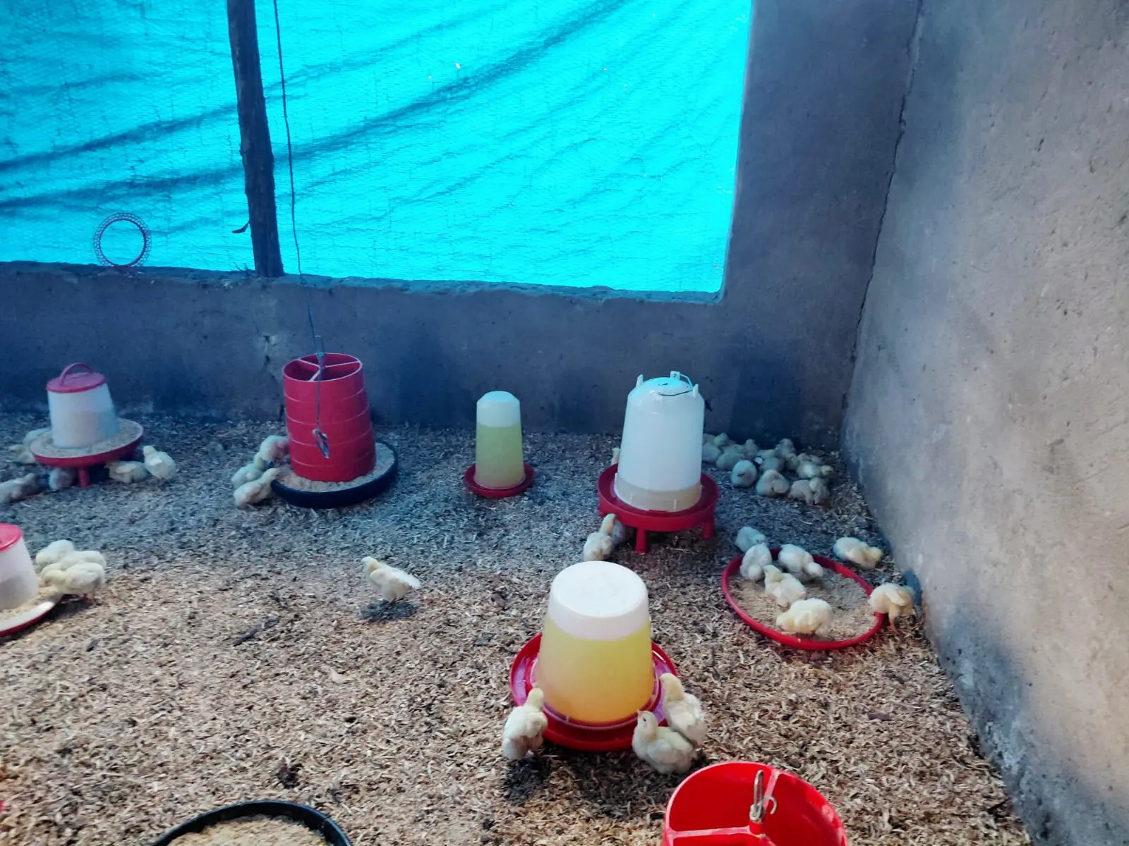 Brooder section with feeders and drinkers laid out for young chicks